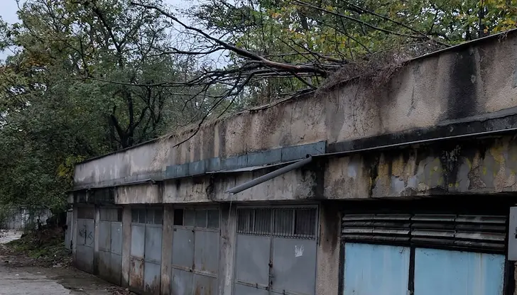 Три падащи дървета в Русе: Гражданите се справят сами