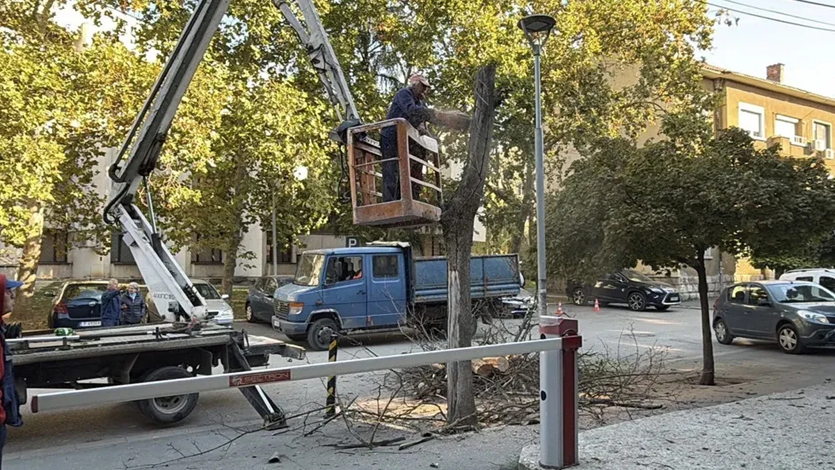 Започна почистване на опасни дървета в Русе