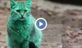 Зелената котка е отвлечена?