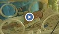 Недоносените бебета в Русе без специализиран медицински транспорт