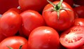 Минаваме на вносни домати, нашата прдукция загива на 100 процента