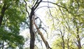 Светкавица прекърши дърво в Русе