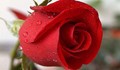 Кръстиха сорт роза на загинало в катастрофа момиче!