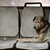Българското куче Хачико и неговата трогателна история