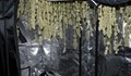 Русенски спецченгета  разбиха оранжерии за отглеждане на марихуана
