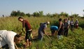 Роми желаят да станат градинари