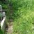 Общината: Алеите в гробищен парк „Чародейка“ се косят ежедневно