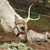 Северно еленче се роди на Гергьовден в Родопите