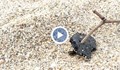 Всички плажове в района на Синеморец са покрити с мазут