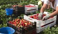 Испанска фирма търси 800 работници за бране на ягоди