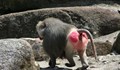 Жена обърка задницата на маймуна с червен светофар