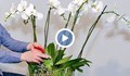 Най-добрият метод за поливане на орхидеи