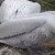 Излюпиха се първите пеликанчета в резервата „Сребърна“