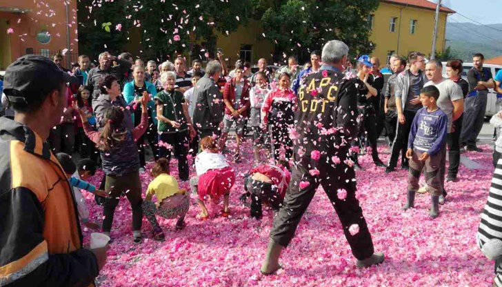 Розопроизводители изсипаха на шосето чували с килограми набран розов цвят