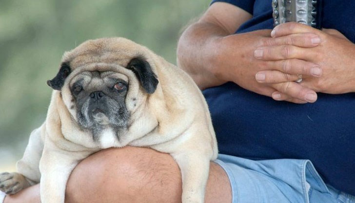 Проучване показва, че кучетата могат да бъдат използвани за бъдещи изследвания за причините и психологическия ефект на затлъстяването при човека