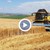 Високи добиви на пшеница в Русенско
