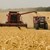 Земеделци прибират над 620 кг пшеница от декар в Русенско