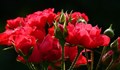 Как да поливаме правилно розите