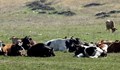 Смъртта на стадо крави притесни жителите на село Бистрица