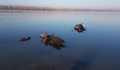 Забраниха къпането в Дунав в Силистренско