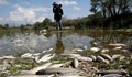 Хиляди мъртви риби в Северна Гърция