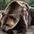 Отстреляха мечка край родопско село