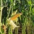 Заловиха мъж да краде царевица от нива край Глоджево