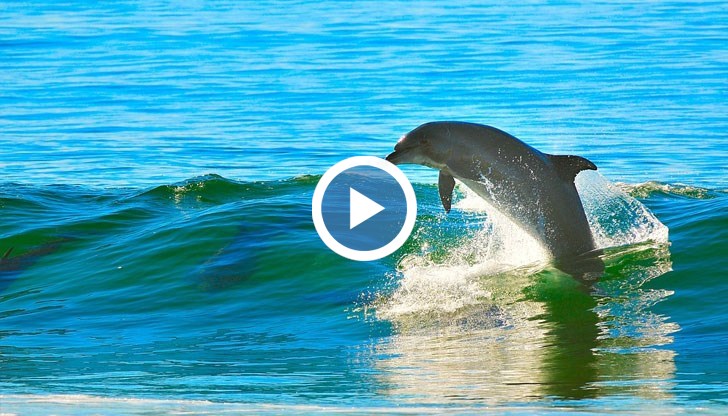 Видео показва момента, в който рибарите освобождават хванатото животно от мрежата край остров Прочида