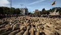2000 овце преминаха по улиците на Мадрид