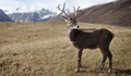 Затоплянето в Монголия убива северните елени