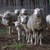 "Луда овца" се разпространява в Румъния