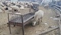 Фонд „Земеделие” отпуска средства за храна на бедстващото стадо