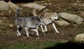 Вълци тормозят стопаните в Болярово