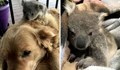 Куче е спасило бебе коала в Австралия