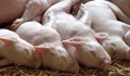 Откриха огнище на чума във ферма с 40 000 свине