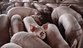Още се подготвя умъртвяването на свинете в Шуменско
