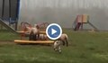Овце си играят на детска площадка в Уелс