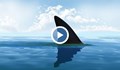 Сърфист се спаси от акула, удряйки я с юмруци