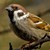 Орнитолог: Намаляването на врабчетата показва влошена жизнена среда