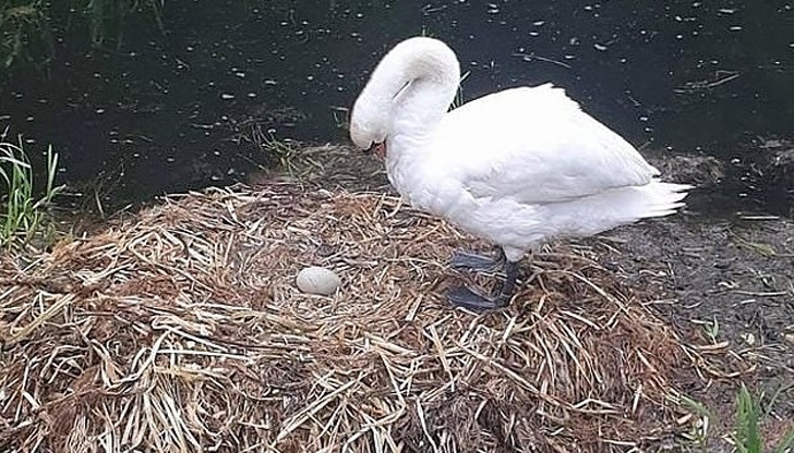 Яйцата са били унищожени преди месец, а женската птица е починала миналата седмица