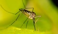 Пръскат по въздух и вода срещу комари в Русе