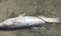 Мъртва риба заради източване на язовир край Шумен