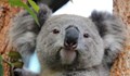 Австралийка намери коала в коледното си дърво