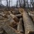 Природозащитници: Властта готви сеч на близо 4 милиона декара гори