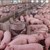 Фирма осъди държавата за 5,4 милиона лева обезщетение за умъртвени прасета