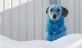 Глутници от сини и зелени кучета се появиха в Русия