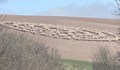 Мистерия: Стотици овце обикалят в кръгове във Великобритания