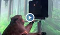 Чипираната маймуна на Мъск играе видео игра