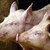 Вече и свинекомплексите в Русенско могат да изнасят месо за ЕС