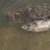 Пълно безхаберие на институциите относно мъртвата риба в езерото „Липник“